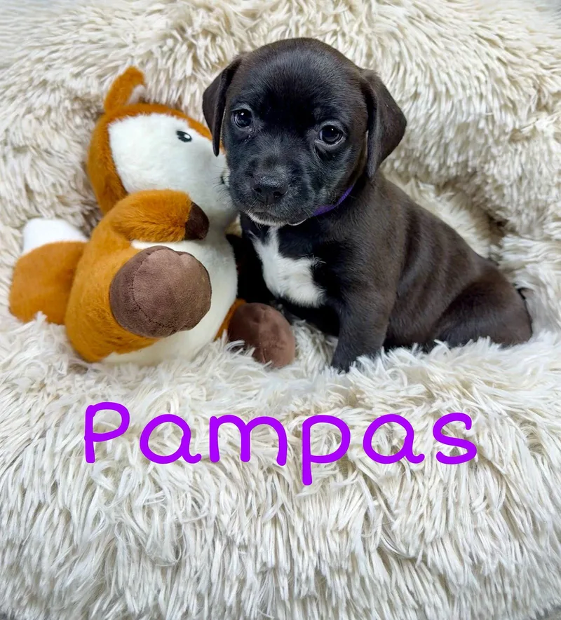 Pampas