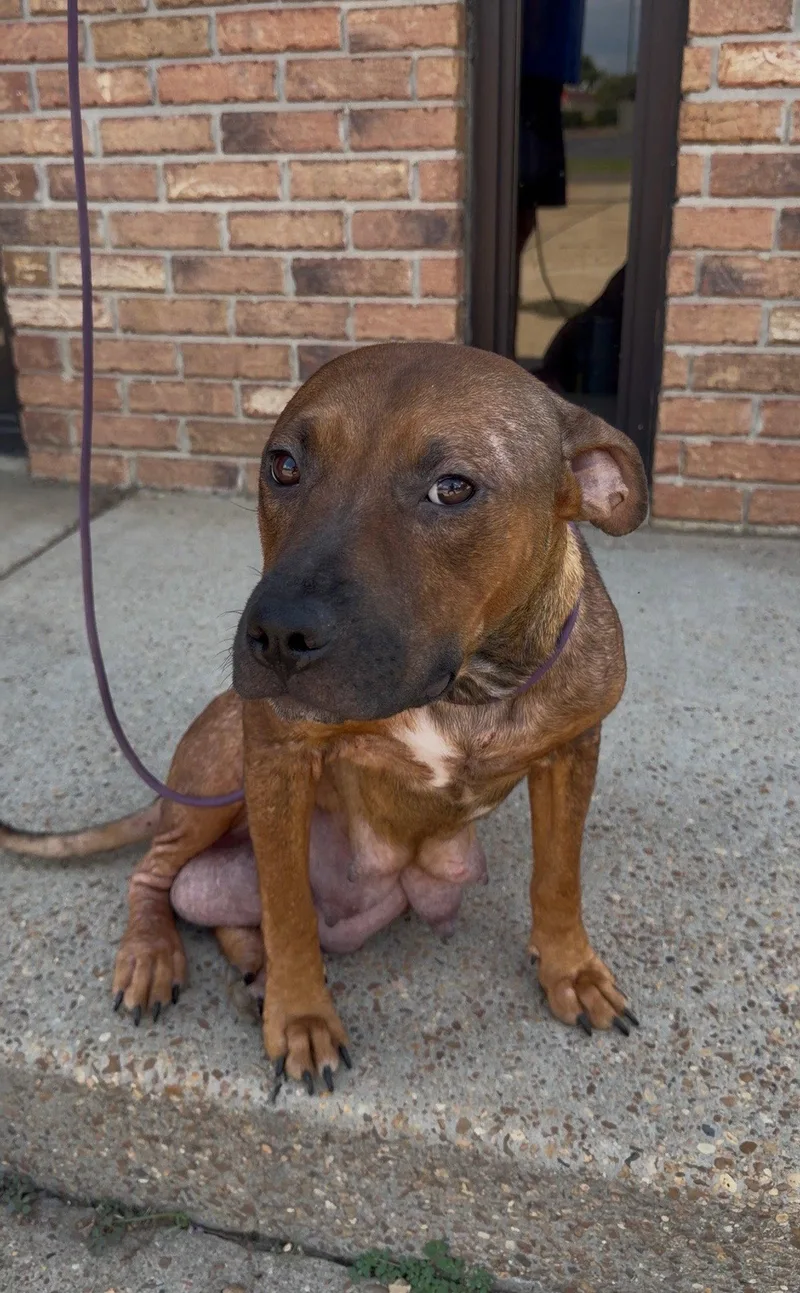 A young medium-sized female Pit Bull Terrier dog named Sasha for adoption in Jackson, MS