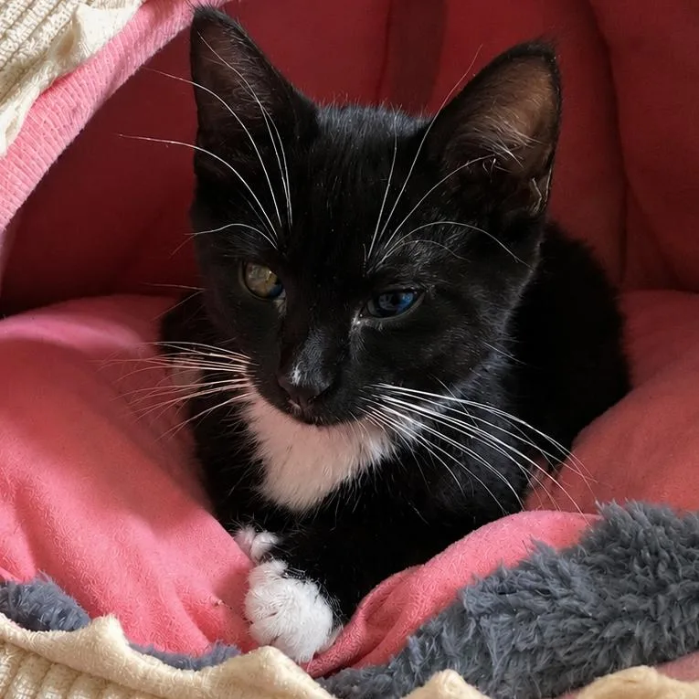 A baby small-sized male Black Domestic Short Hair cat named Harvey for adoption in La Grange, KY