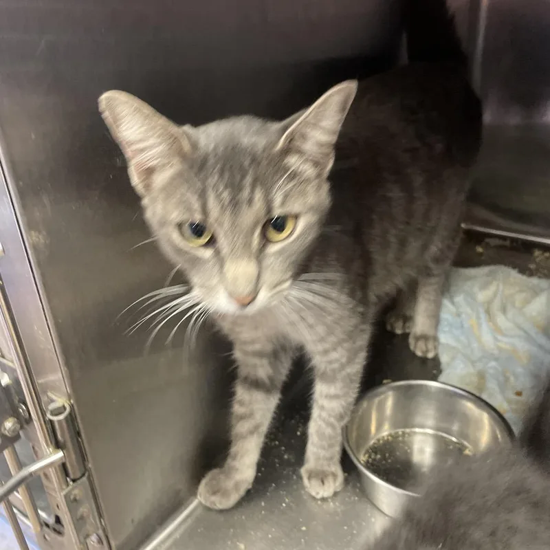 An adult small-sized female Gray / Blue / Silver Domestic Short Hair cat named Darcy for adoption in Tuscaloosa, AL