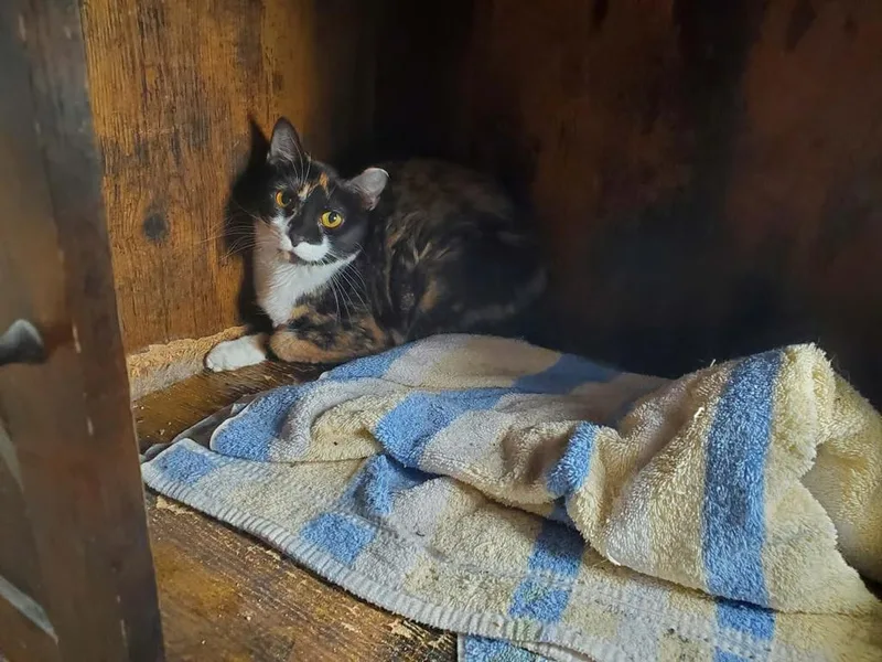 An adult medium-sized female Calico Domestic Short Hair cat named Kimchi for adoption in Kalamazoo, MI