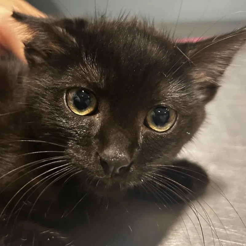 A baby small-sized male Black Domestic Short Hair cat named Shark for adoption in Chattanooga, TN