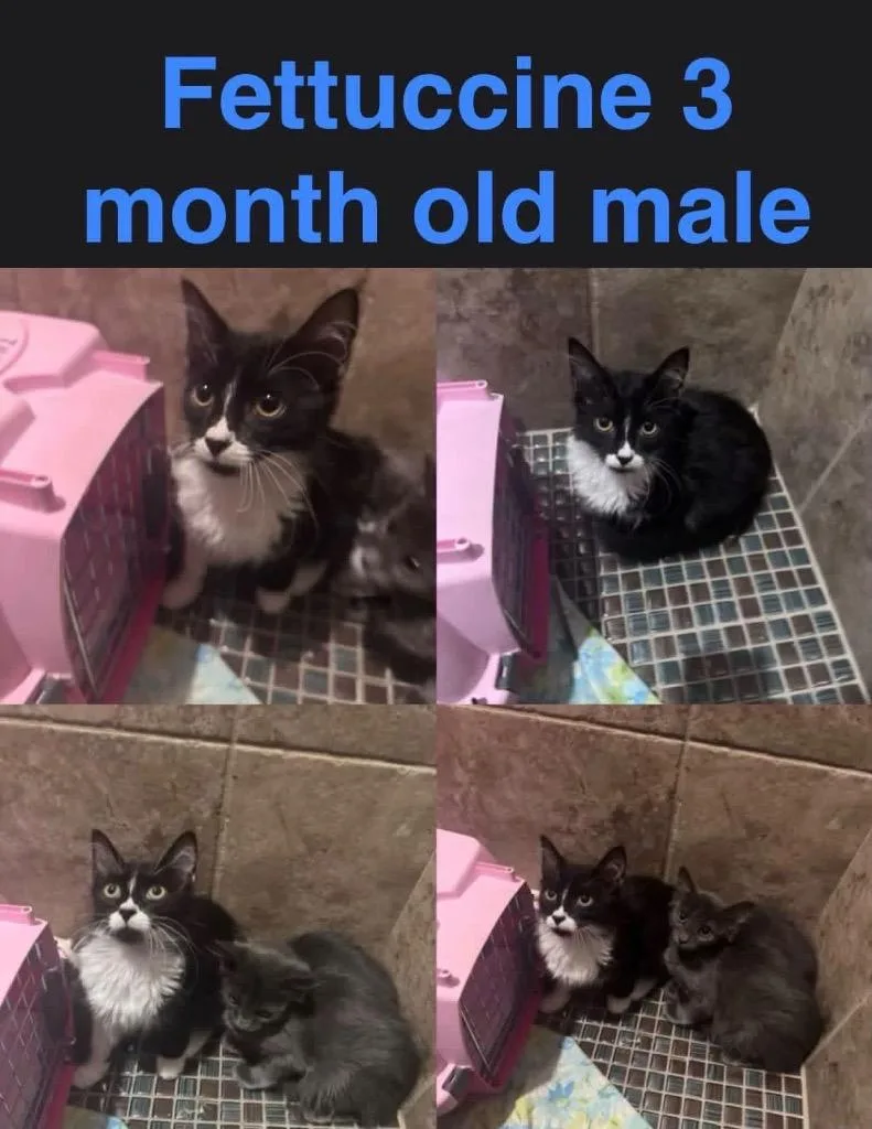 A baby small-sized male Domestic Medium Hair cat named Fettuccini for adoption in Mustang, OK
