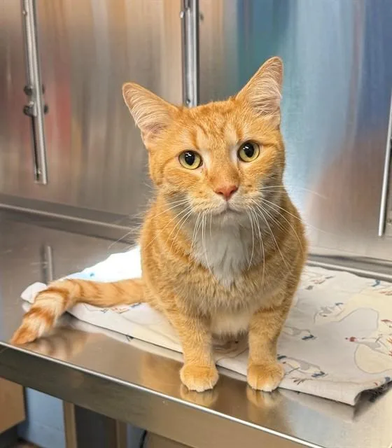 Garfield