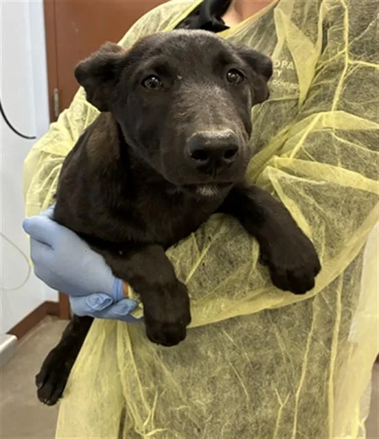 A baby large-sized male German Shepherd Dog dog named Jimmy Junior for adoption in Phoenix, AZ
