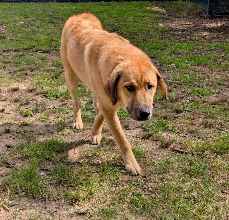 A young medium-sized female Shepherd dog named Sonica for adoption in Little Rock, AR