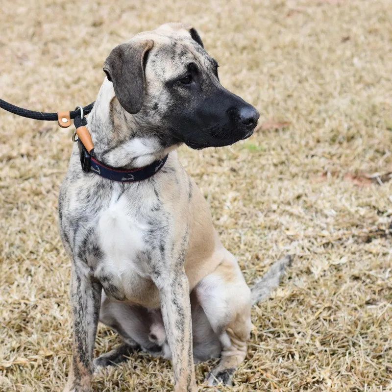 A young medium-sized male Boxer dog named Tucker II for adoption in Conroe, TX