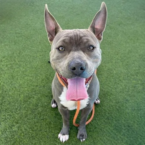 A young large-sized female Pit Bull Terrier dog named Ash for adoption in Camarillo, CA