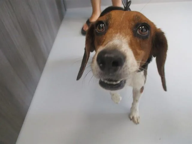 An adult medium-sized female Beagle dog named Gracie for adoption in Ocala, FL