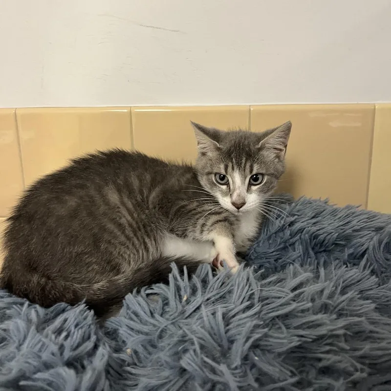A baby small-sized male Gray / Blue / Silver Domestic Short Hair cat named Diver for adoption in East Hampton, NY
