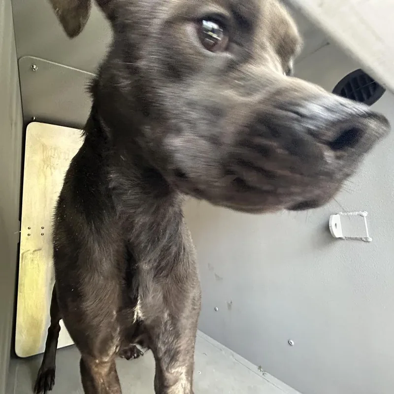 An adult medium-sized male Brindle Pit Bull Terrier dog named Hauling for adoption in Greensboro, NC