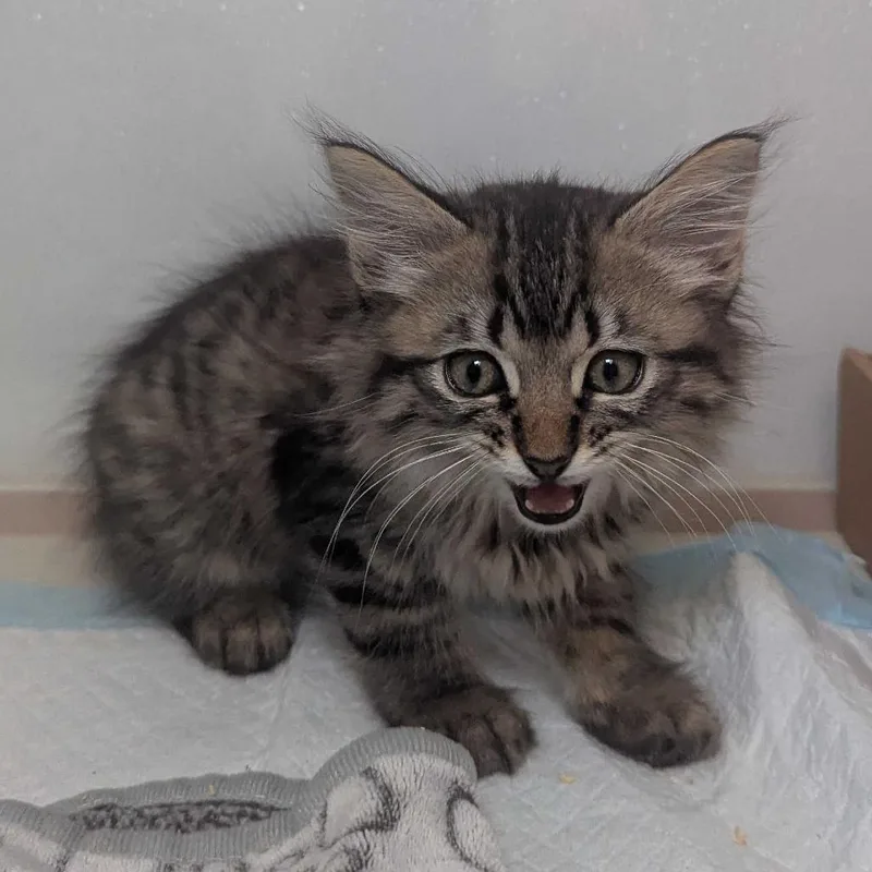 A baby small-sized male Brown / Chocolate Domestic Medium Hair cat named Sam for adoption in Sunnyvale, CA