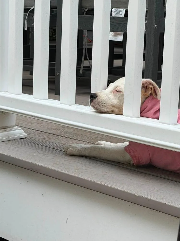 A baby large-sized female White / Cream Mixed Breed dog named Sadie for adoption in Groveland, MA