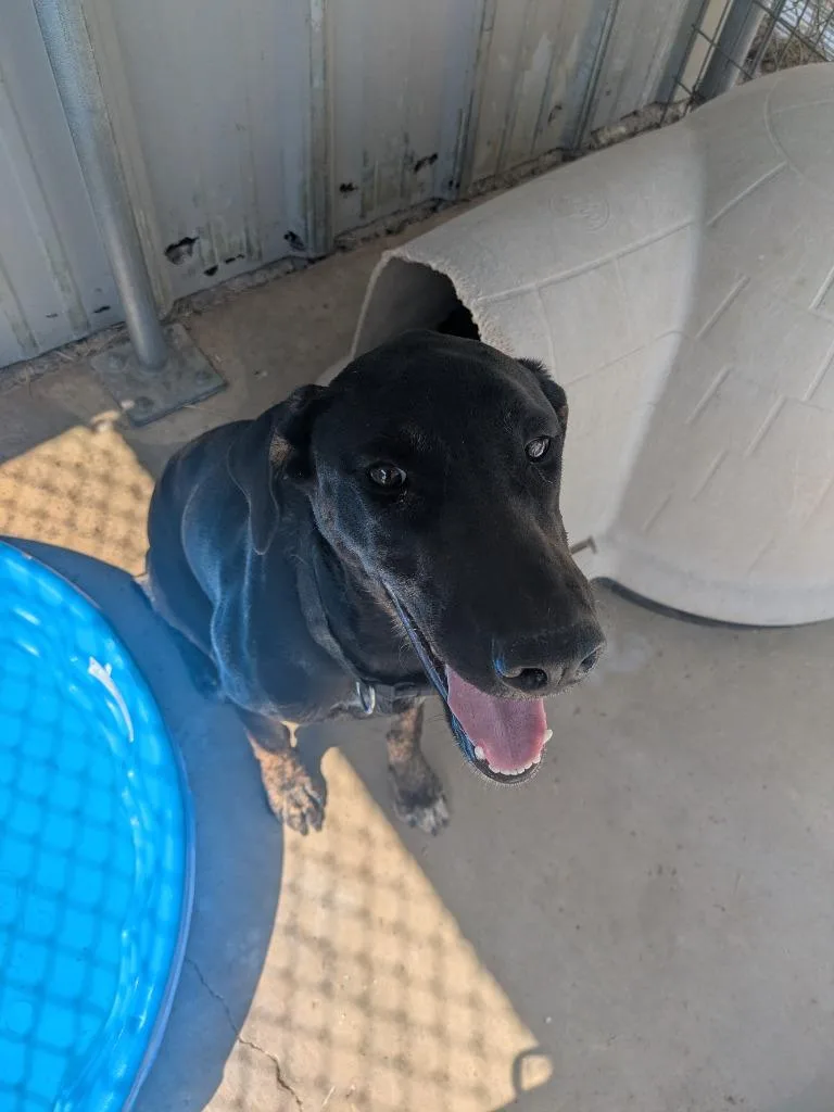 A young large-sized female Hound dog named Cordelia for adoption in Brownwood, TX