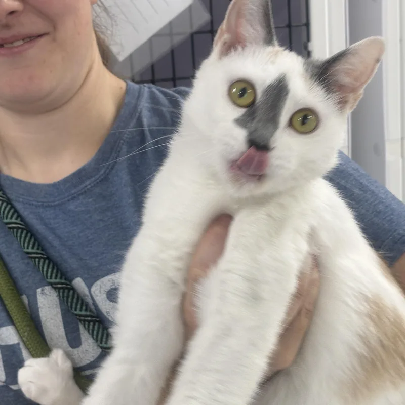 A young small-sized female Calico cat named Momma for adoption in Rogersville, TN