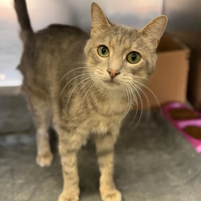 An adult medium-sized male Gray / Blue / Silver Domestic Short Hair cat named Josiah for adoption in Columbus, OH