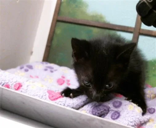 A baby small-sized male Domestic Short Hair cat named Herbert for adoption in Houston, TX