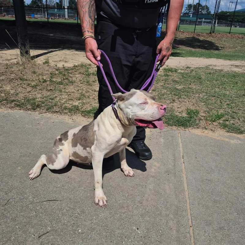 An adult large-sized female White / Cream Mixed Breed dog named Straythstreet for adoption in Columbus, GA