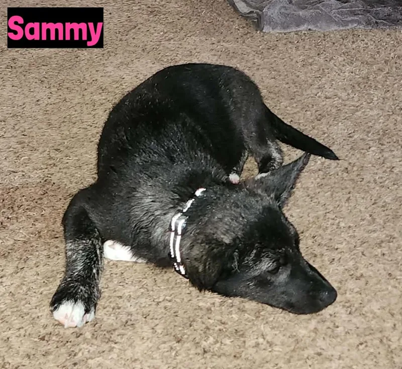 Sammy