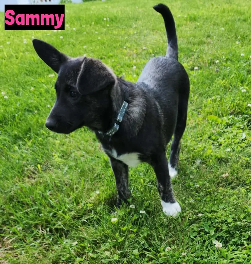 Sammy thumbnail 2
