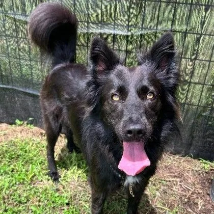 An adult medium-sized female Mixed Breed dog named Precious for adoption in Cooperstown, NY