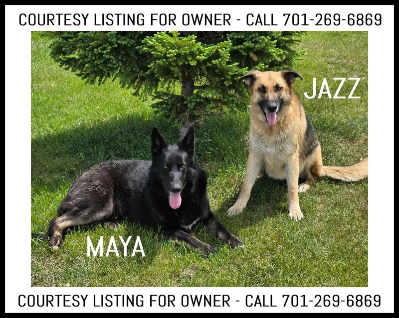 An adult medium-sized female Black German Shepherd Dog dog named Maya & Jazz  for adoption in Valley City, ND