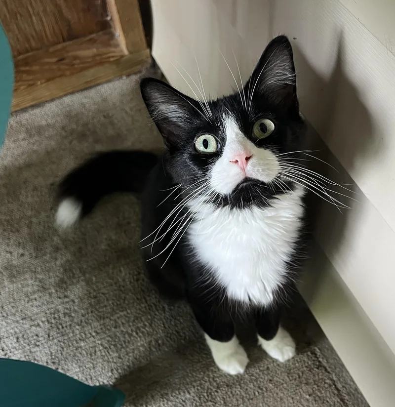 Chenille thumbnail 2