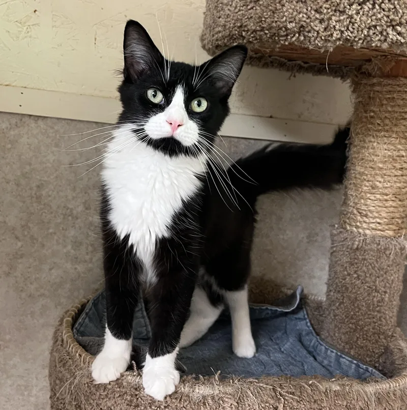 Chenille thumbnail 3