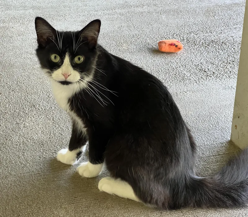 Chenille thumbnail 4