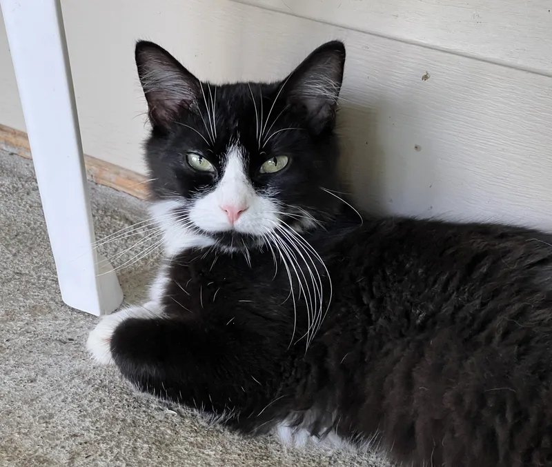 Chenille thumbnail 5