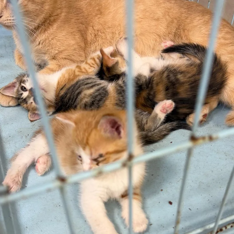 A baby small-sized female Calico Domestic Short Hair cat named Panther for adoption in Newark, NJ