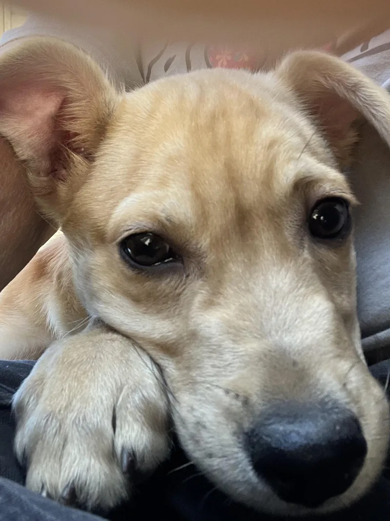 A young medium-sized male Apricot / Beige Terrier dog named Alfredo for adoption in Farmington, MO