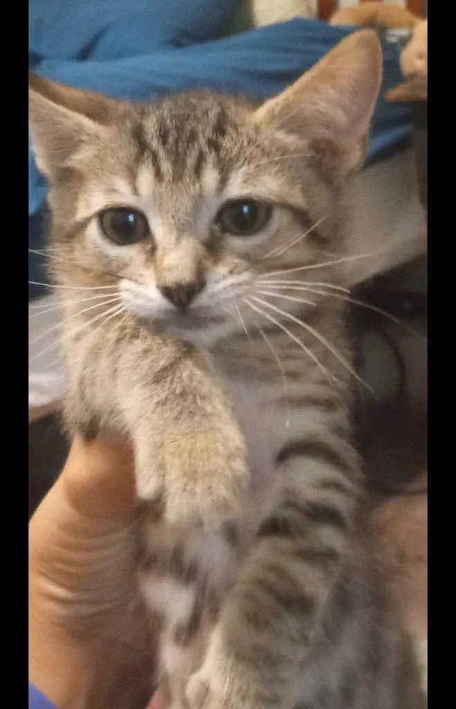 A baby small-sized female American Shorthair cat named Hannah for adoption in Darien, GA
