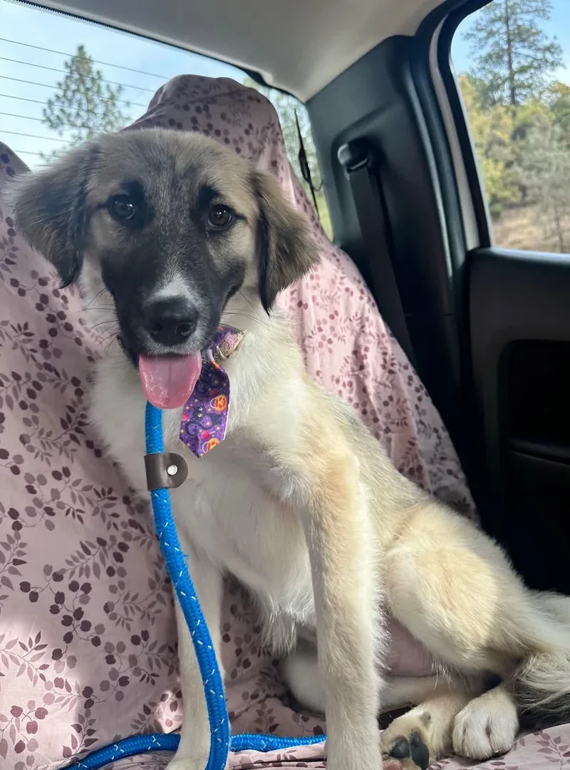A baby medium-sized male Yellow / Tan / Blond / Fawn Australian Shepherd dog named Dug for adoption in Sonora, CA