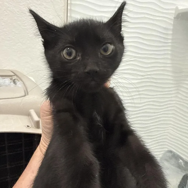 A baby small-sized male Black Domestic Short Hair cat named Buffalo for adoption in New Port Richey, FL
