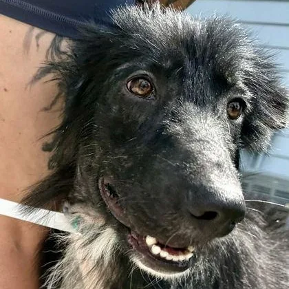 A baby large-sized female Black German Shepherd Dog dog named Tessa for adoption in Fernandina Beach, FL