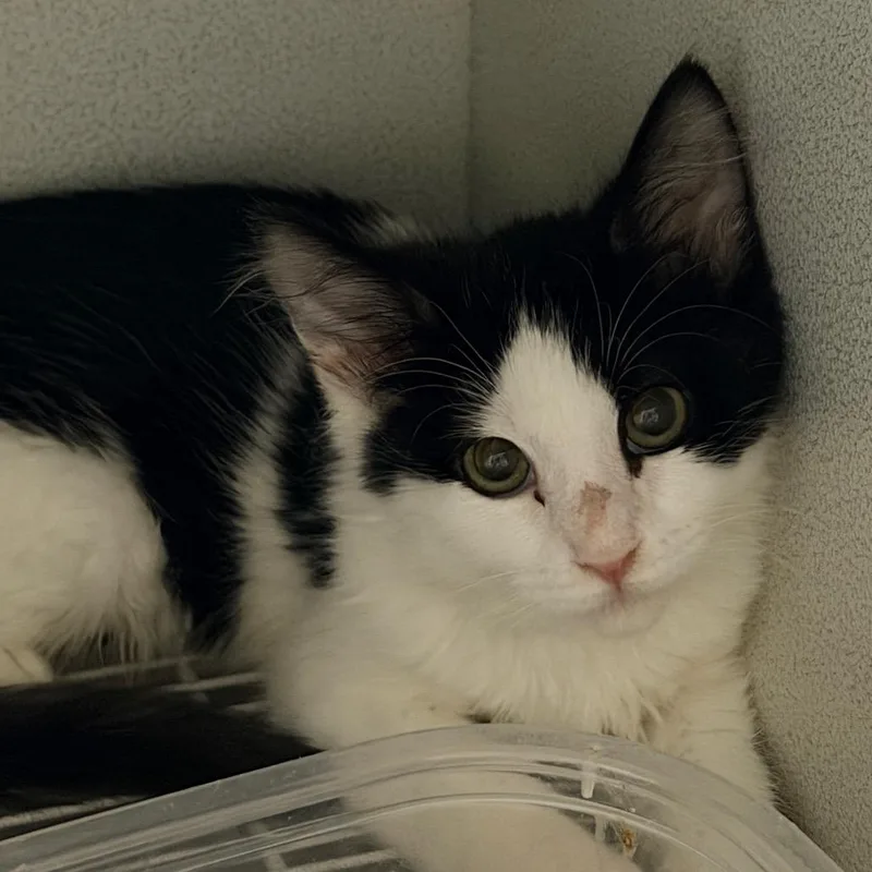 A baby small-sized female Black Domestic Short Hair cat named Avalon for adoption in Hemet, CA