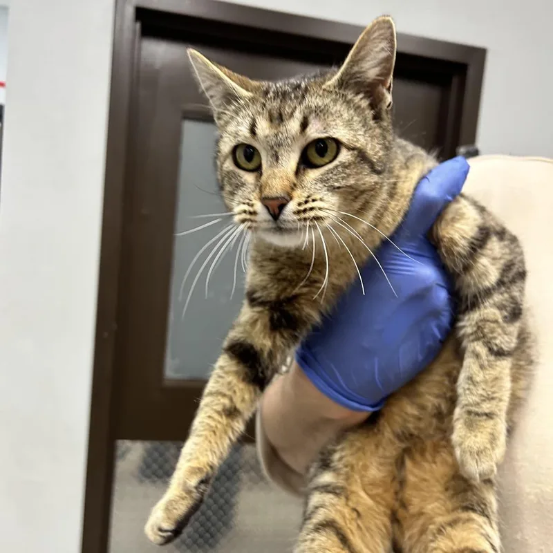 An adult medium-sized female Black Domestic Short Hair cat named Zara for adoption in Durango, CO