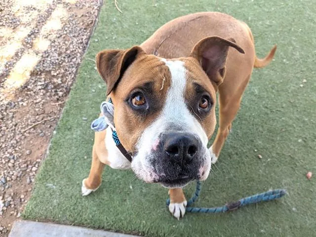 An adult large-sized female Pit Bull Terrier dog named Canela for adoption in Phoenix, AZ