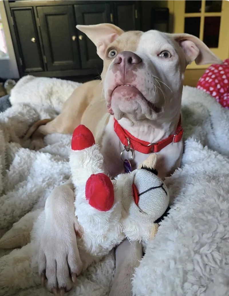 A baby medium-sized female American Staffordshire Terrier dog named Carly for adoption in Youngstown, OH