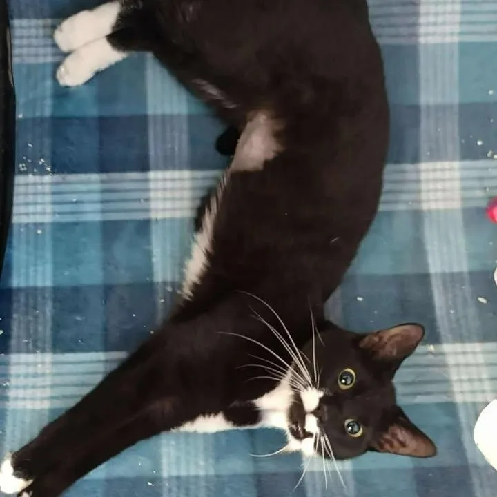 An adult medium-sized female Black & White / Tuxedo Domestic Short Hair cat named Cone for adoption in Winthrop, ME