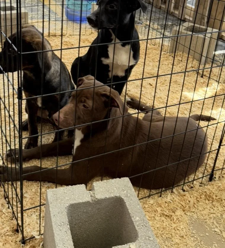 A baby medium-sized female Brown / Chocolate Chocolate Labrador Retriever dog named Aloe for adoption in Wonder Lake, IL