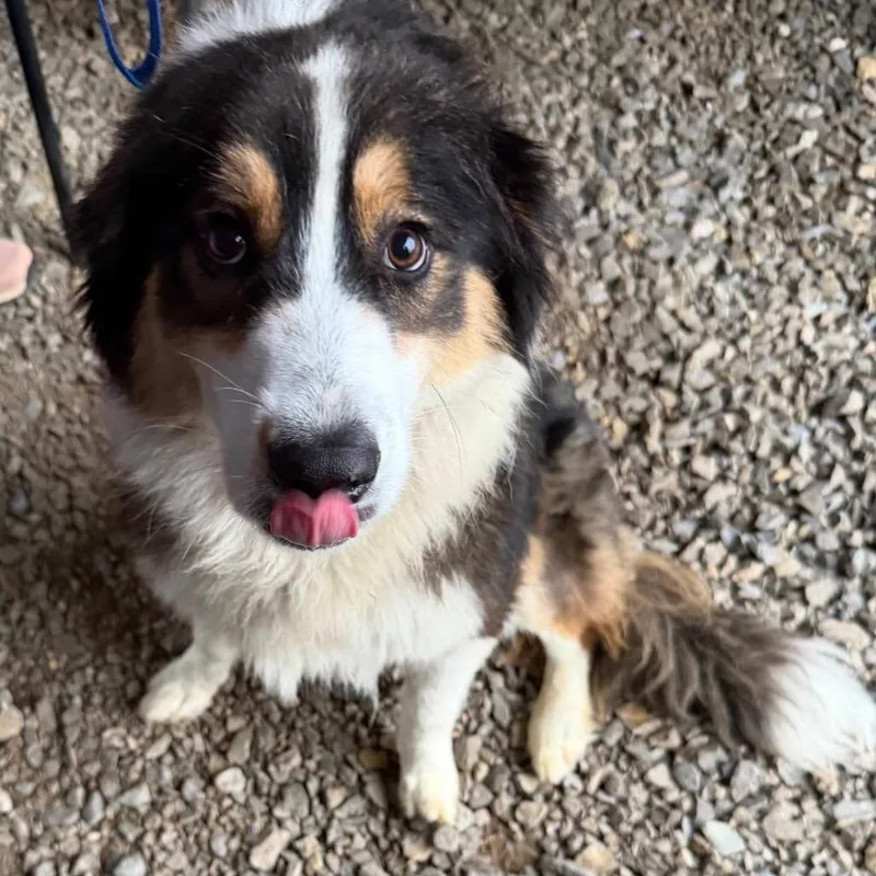 A young medium-sized female Black Australian Shepherd dog named Bluey for adoption in Park Falls, WI