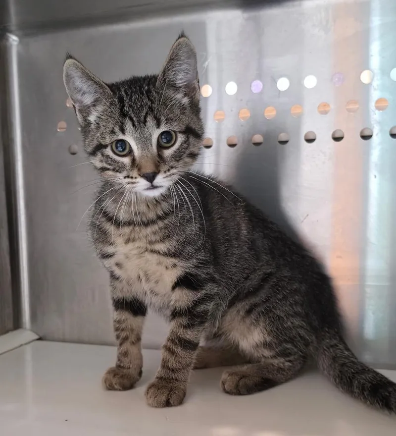 A baby medium-sized male Domestic Short Hair cat named Hakeem for adoption in Fort Lupton, CO