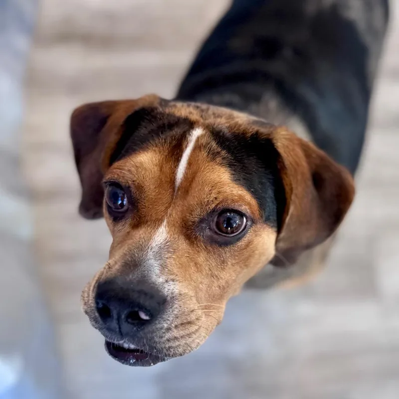 An adult small-sized female Black Beagle dog named Annie for adoption in Green Bay, WI