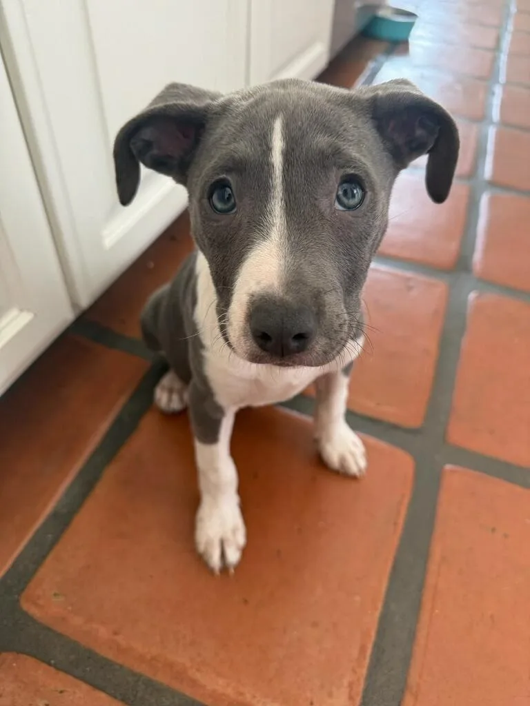 A baby medium-sized female White / Cream Boxer dog named Flower for adoption in Polson, MT