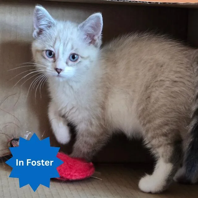 A baby small-sized female Domestic Short Hair cat named Alcott for adoption in Indianapolis, IN