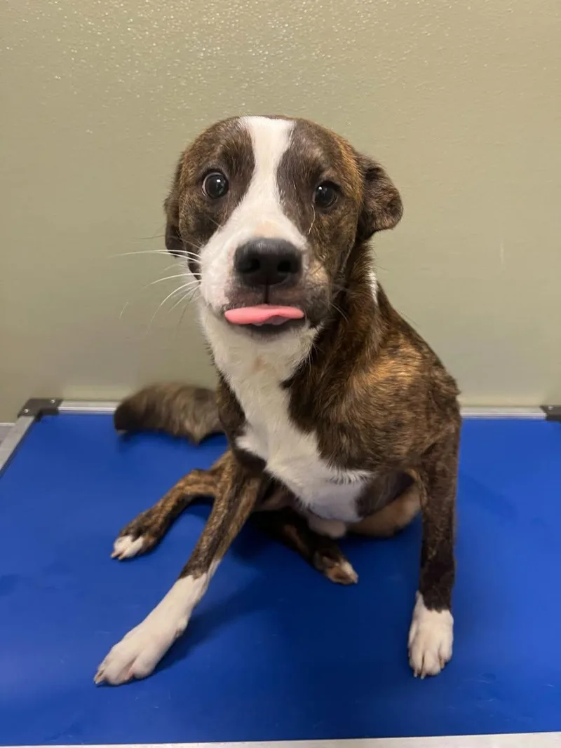 An adult medium-sized male Mixed Breed dog named Rocky for adoption in Davenport, IA