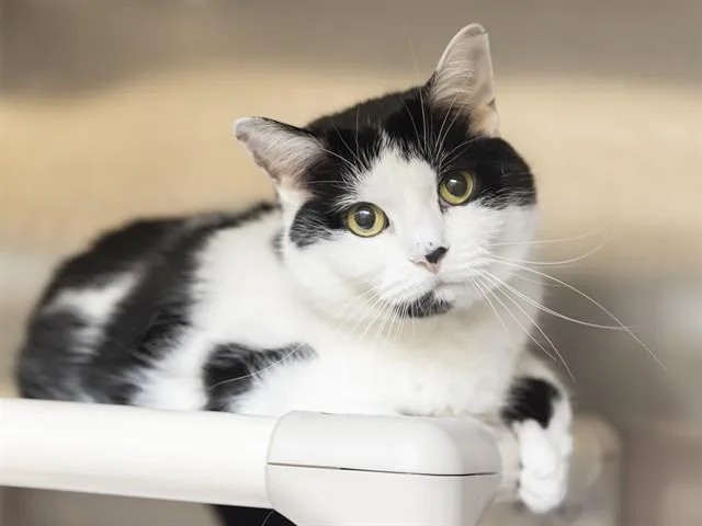 An adult small-sized female Domestic Short Hair cat named Emma for adoption in Phoenix, AZ