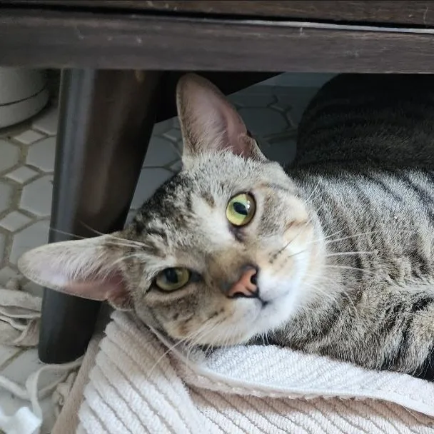 A young large-sized male Domestic Short Hair cat named Buddy for adoption in Chicago, IL